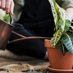Jardinagem: existe horário correto para regar as plantas?
