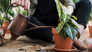 Jardinagem: existe horário correto para regar as plantas?