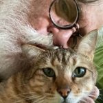José de Abreu fala sobre a alegria de ter um gato de estimação: "Paixão"