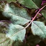Mofo branco nas plantas: misturinha natural ajudará a solucionar o problema