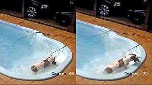 Pitbull salva chihuahua filhote caído em piscina e câmeras registram momento