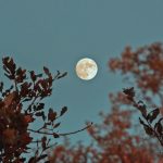 Da salsinha ao alecrim: a relação entre o poder das ervas e as fases da Lua