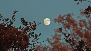 Da salsinha ao alecrim: a relação entre o poder das ervas e as fases da Lua