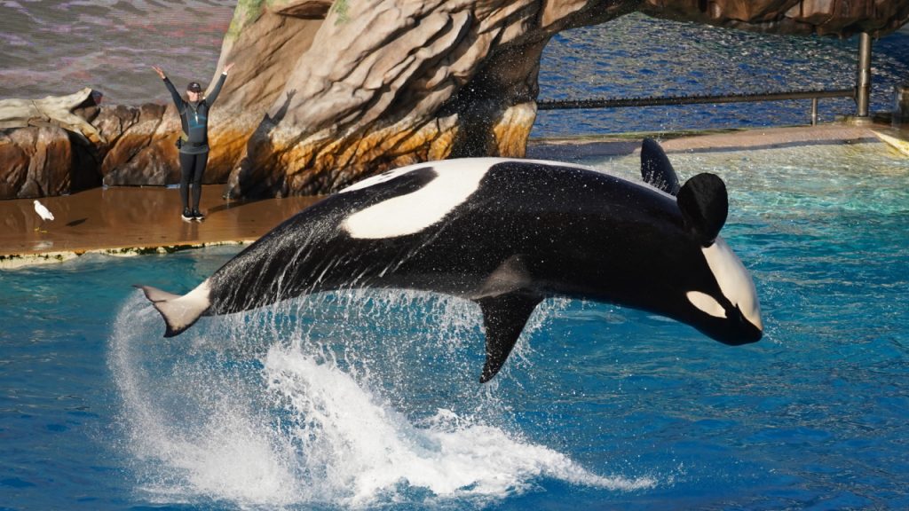 Orca de 57 anos mantida em cativeiro por meio século será libertada nos EUA