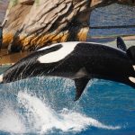 Orca de 57 anos mantida em cativeiro por meio século será libertada nos EUA
