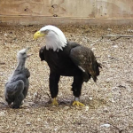 Águia-de-cabeça-branca acredita ser pai e adota uma ave bebê