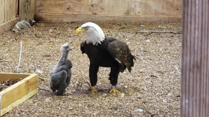 Águia-de-cabeça-branca acredita ser pai e adota uma ave bebê