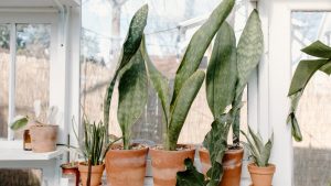 Jardinagem e bem-estar: 7 plantas que atraem boas energia e ainda protegem a sua casa!
