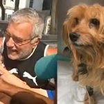 Arremessado em acidente de carro, cão anda 5 km, é encontrado por casal e devolvido aos donos no Rio