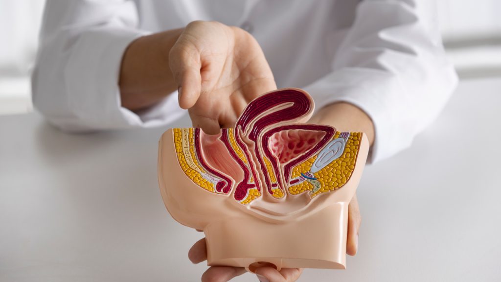 Trate seu fígado com carinho: como manter o órgão saudável?