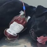 Em SC, cadela da polícia civil doa sangue para salvar vida de cão intoxicado