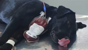Em SC, cadela da polícia civil doa sangue para salvar vida de cão intoxicado