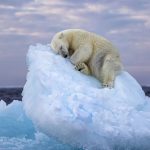 Foto de urso polar dormindo em iceberg ganha prêmio internacional de fotografia selvagem