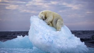 Foto de urso polar dormindo em iceberg ganha prêmio internacional de fotografia selvagem