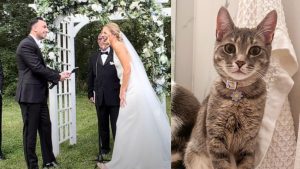 Nos EUA, gata invade casamento e é adotada pelos noivos: "Amorosa e carinhosa"