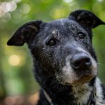 Pets também têm 