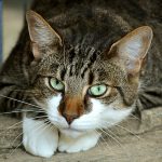 Como e por que os gatos absorvem energias negativas do lar onde vivem?