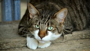 Como e por que os gatos absorvem energias negativas do lar onde vivem?