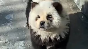 Zoológico chinês tinge cachorros para parecerem pandas e gera críticas
