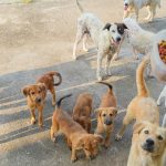 cães_refeição