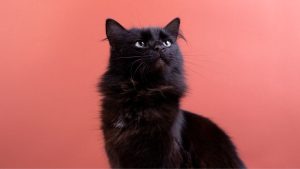 gatos-pretos
