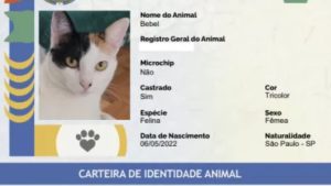cães-e-gatos