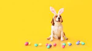 cachorros-chocolate