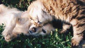 animais