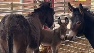 filhote-de-burro