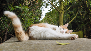 gato