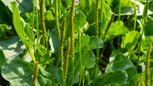 chá-tanchagem