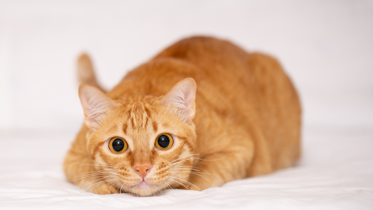 gatos