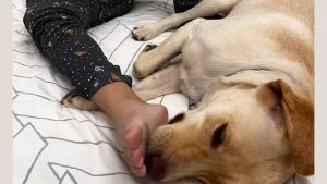 cão de suporte