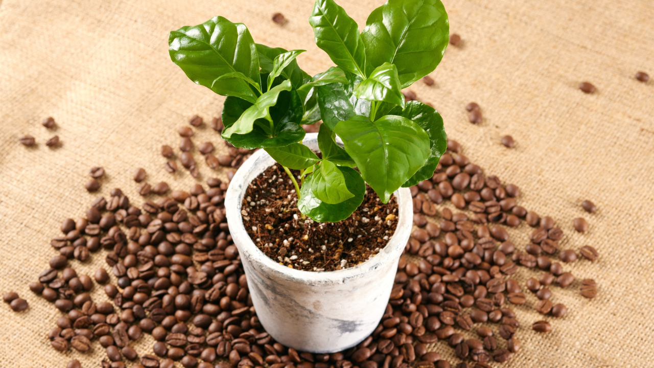 café