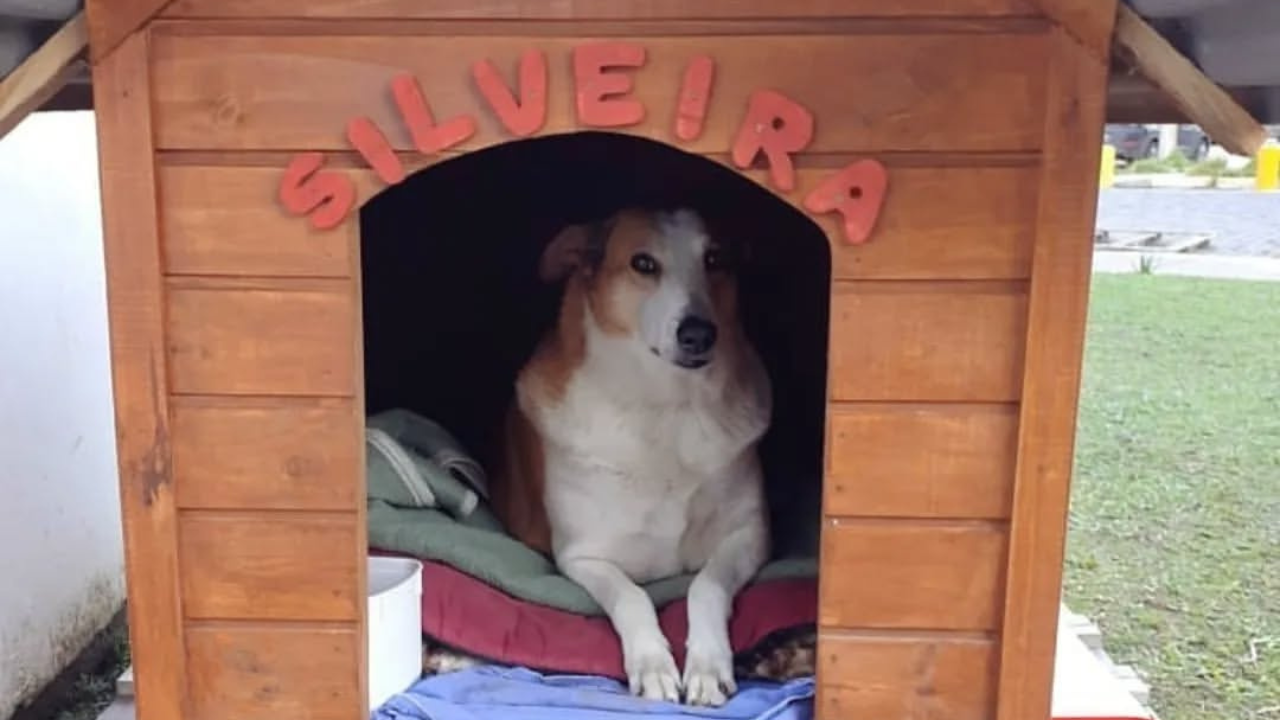 cachorro