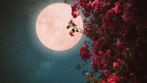 Lua-das-Flores