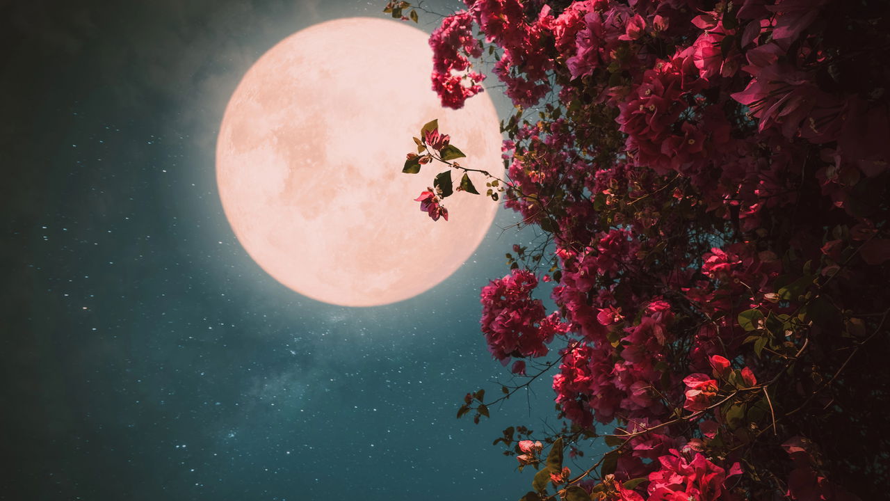 Lua-das-Flores