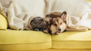 doenças-respiratórias-cães-gatos