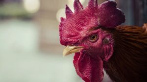gripe aviária