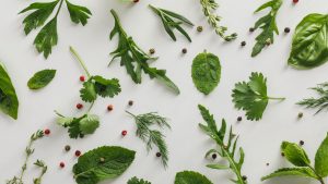 plantas-ratos