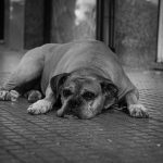 cães