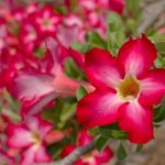 flor-do-deserto