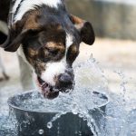 Rio-de-Janeiro-e-animais