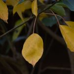folhas-amarelas