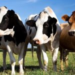 vacas