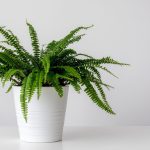 plantas-e-prosperidade