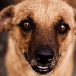 animais-de-rua