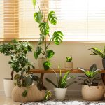 plantas