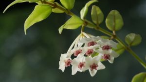 Plantas perfumadas à noite
