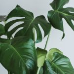 cuidados com o jardim no inverno
